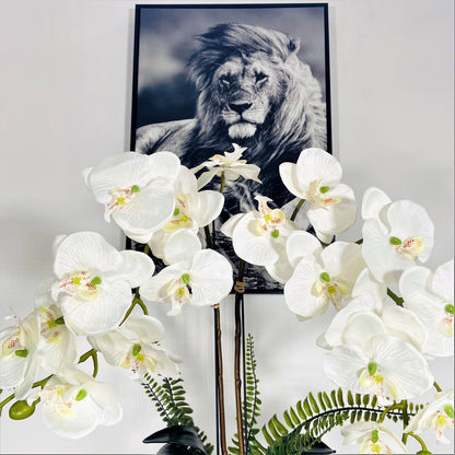 SAFARY by PARIS - White artificial orchid plant in BLACK cylinder glass vase - Faux orchid plant - Phaleonopsis plant - 15 X 10 Cm -